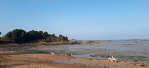 Randonnée cheval plage de l'île à Bois