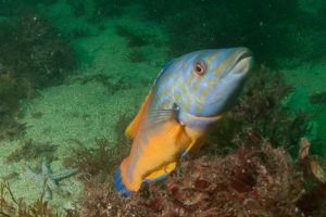 Coquette vue lors d'une plongée sous-marine